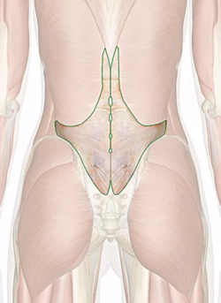 Lumbar fascia of the human body